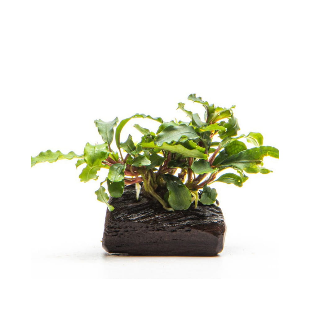 Bucephalandra sp. Wavy Green In Vitro Roślina na Korzeń Kubek 10cm